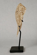 portrait of a Chickamauga style shell mask